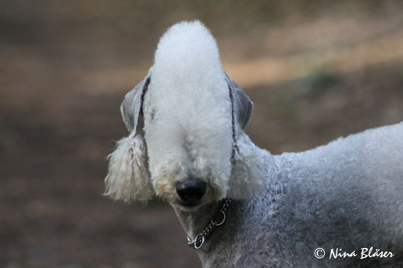 Airis Blue Volshebny Svet 2009-06-08 (7).JPG